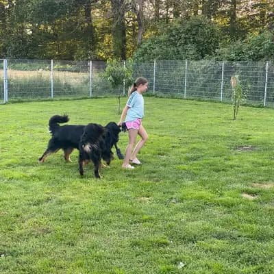 Bild aus Hovawart von der Hünenburg  in Nordrhein-Westfalen, wo unsere Hovawart-Hunde in einer liebevollen Umgebung aufwachsen.