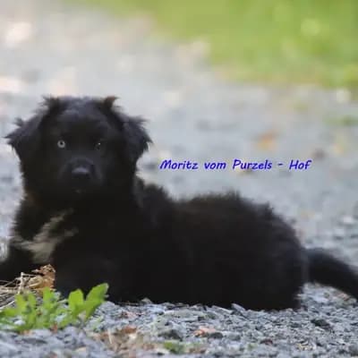 Moritz – Australian Shepherd Welpe, Rheinland-Pfalz, Opdrættet af Australian Shepherds vom Purzels-Hof