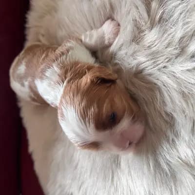 Foto von Bello, einem Cavalier King Charles Spaniel-Welpe in Rheinland-Pfalz.