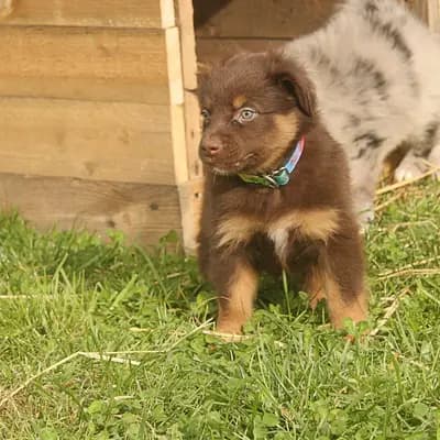 Bild aus Colorful soul in Bayern, wo unsere Australian Shepherd-Hunde in einer liebevollen Umgebung aufwachsen.