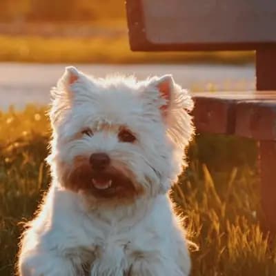 Cairn Terrier – Hunderasse