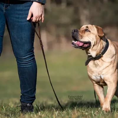 Galerie-Bild von Casa de la Vida in Bayern, mit Eindrücken unserer Perro Dogo Mallorquin (Mallorca-Dogge)-Zucht.