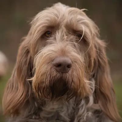 Foto von Perla, einem Spinone Italiano-Elternhund in Baden-Württemberg.