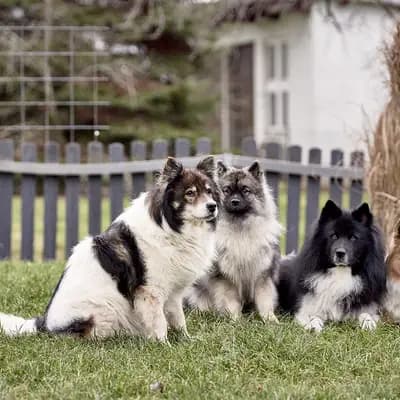 Bild aus Niemandsländer-aus-der-Rosenstadt in Baden-Württemberg, wo unsere Niemandsländer-Hunde in einer liebevollen Umgebung aufwachsen.