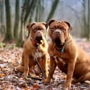 Foto der Rasse Bordeauxdogge