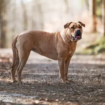 Galerie-Bild von Casa de la Vida in Bayern, mit Eindrücken unserer Perro Dogo Mallorquin (Mallorca-Dogge)-Zucht.