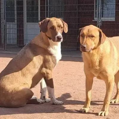 Dembe und Golo