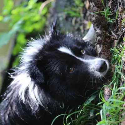 Axel