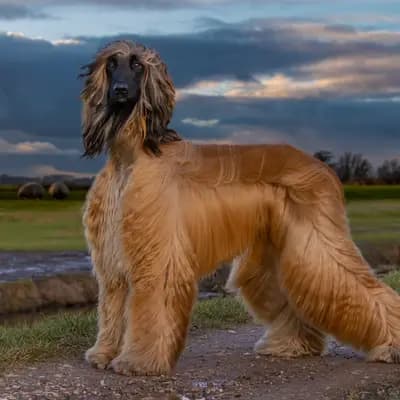 Galerie-Bild von Afghanenzucht Hemera's in Brandenburg, mit Eindrücken unserer Afghanischer Windhund-Zucht.