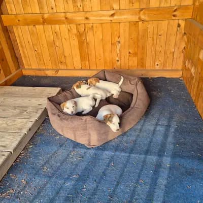 Bild aus VON DEN KLEINEN FELLNASEN in Sachsen-Anhalt, wo unsere Jack Russell Terrier-Hunde in einer liebevollen Umgebung aufwachsen.