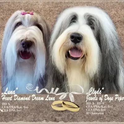 Foto des M-Wurf von Bearded Collie in Heart Diamond Bearded Collies , aufgenommen in Sachsen.