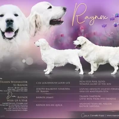 Golden Retriever Welpen Showlinie m. P. – Golden Retriever Welpe, Bayern, 由...饲养 Golden Retriever und Labrador Retriever Zucht seit 1996.