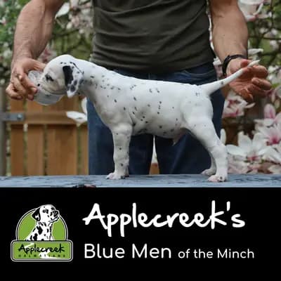 Applecreek’s Blue Men of the Minch – Dalmatiner Welpe, Bayern, 由...饲养 Applecreek 