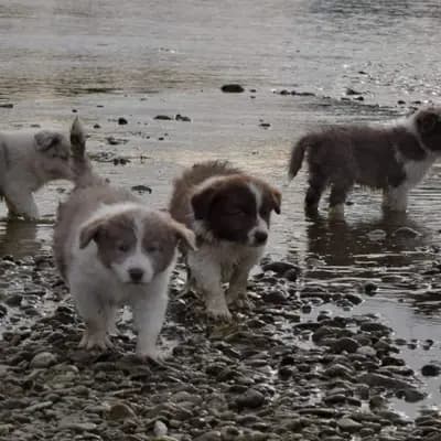 Bild aus Border Collie „von der großen Eiche” in Bayern, wo unsere Border Collie-Hunde in einer liebevollen Umgebung aufwachsen.