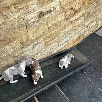 Bild aus Whippets of Poet‘s Corner  in Baden-Württemberg, wo unsere Whippet-Hunde in einer liebevollen Umgebung aufwachsen.