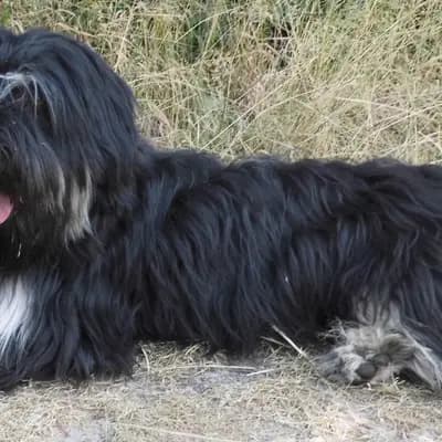 Foto von Bravo, einem Cao da Serra de Aires-Elternhund in Nordrhein-Westfalen.
