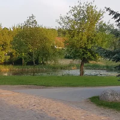 Bild aus Chihuahuas von den Hellbergen  in Mecklenburg-Vorpommern, wo unsere Chihuahua-Hunde in einer liebevollen Umgebung aufwachsen.