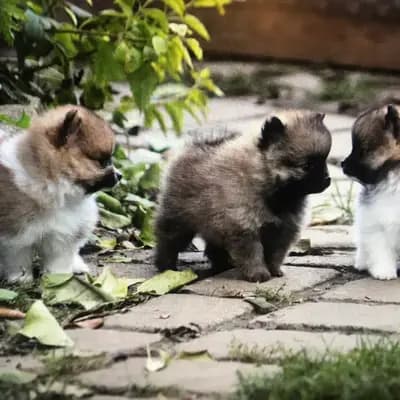 Galerie-Bild von Kleinspitze v. d  Schüpfer Zwergen und Langhaar Schäferhunde von den Schüpfer Hexen in Baden-Württemberg, mit Eindrücken unserer Kleinspitz-Zucht.