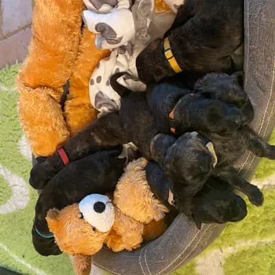 Bild aus Bouviers des Flandres vom Spicher Wäldchen in Nordrhein-Westfalen, wo unsere Bouvier des Flandres-Hunde in einer liebevollen Umgebung aufwachsen.