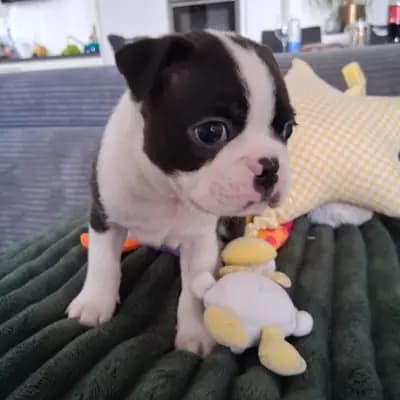 Archy – Boston Terrier Welpe, Nordrhein-Westfalen, 由...饲养 Von den Manchester Hexen