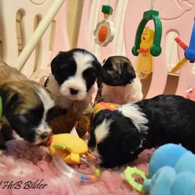 Galerie-Bild von "Tingsha"  Tibet Terrier von Unterfranken in Bayern, mit Eindrücken unserer Tibet Terrier-Zucht.