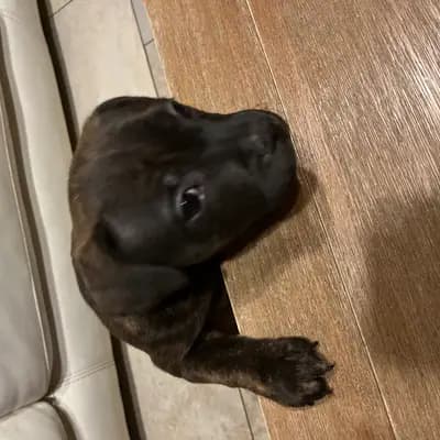 Foto von Mona, einem Staffordshire Bull Terrier-Welpe in Sachsen.