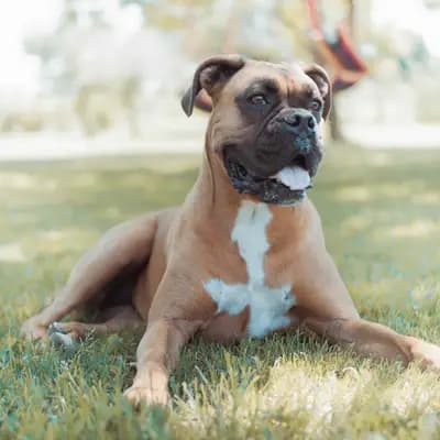 Deutscher Boxer – Hunderasse
