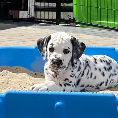 Bild aus Dalmatiner vom Hause KatMarku in Brandenburg, wo unsere Dalmatiner-Hunde in einer liebevollen Umgebung aufwachsen.