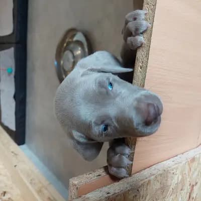 Foto von ! VERKAUFT! MEEKO (kleiner Wolf), einem Weimaraner (kurzhaar)-Welpe in Niederösterreich.