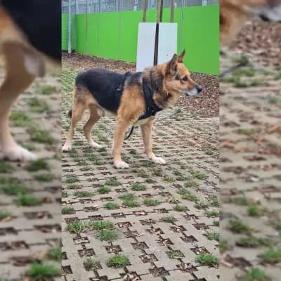 Leevi