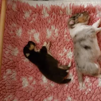 Bild aus Shelties von Little Insa  in Brandenburg, wo unsere Shetland Sheepdog-Hunde in einer liebevollen Umgebung aufwachsen.