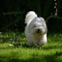 Foto der Rasse Coton de Tulear