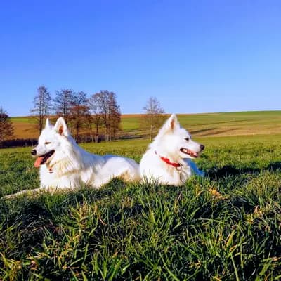 Galerie-Bild von von den Franken Spitzen in Bayern, mit Eindrücken unserer Großspitz-Zucht.