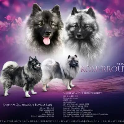 U-Wurf von der Römerroute – Keeshond Wurf, Niedersachsen, Opdrættet af Despinas Zauberwölfe Wolfsspitzzucht