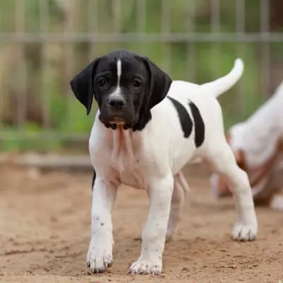 Foto von Oria, einem English Pointer-Welpe in Brandenburg.