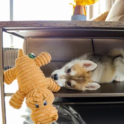 Galerie-Bild von F3 Pomsky Welpen aus privater Hundezucht in München in Bayern, mit Eindrücken unserer Pomsky-Zucht.