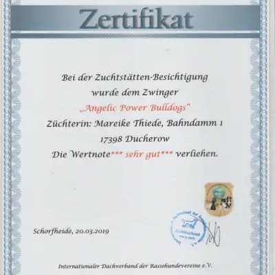 Bild aus Angelic Power Bulldogs und vom Yangbajain-Tal in Mecklenburg-Vorpommern, wo unsere Shih Tzu-Hunde in einer liebevollen Umgebung aufwachsen.