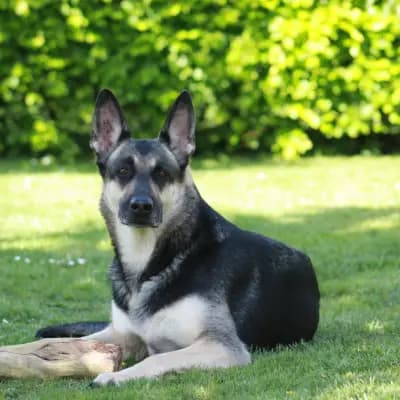 Titelbild von Von Olymp  in Niedersachsen, Heimat unserer Osteuropäischer Schäferhund-Zucht.