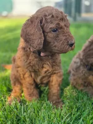 Frau Weiß – Pudel Welpe, Bayern, 由...饲养 Labradoodle vom Asparagus