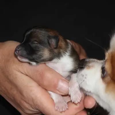 Galerie-Bild von Kleinspitze v. d  Schüpfer Zwergen und Langhaar Schäferhunde von den Schüpfer Hexen in Baden-Württemberg, mit Eindrücken unserer Kleinspitz-Zucht.