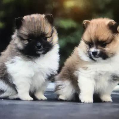 Galerie-Bild von Kleinspitze v. d  Schüpfer Zwergen und Langhaar Schäferhunde von den Schüpfer Hexen in Baden-Württemberg, mit Eindrücken unserer Kleinspitz-Zucht.