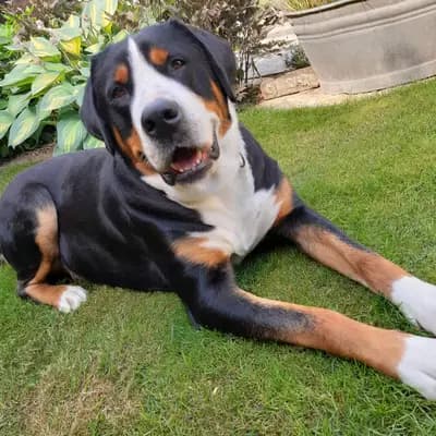 Foto von Bluna, einem Großer Schweizer Sennenhund-Elternhund in Baden-Württemberg.