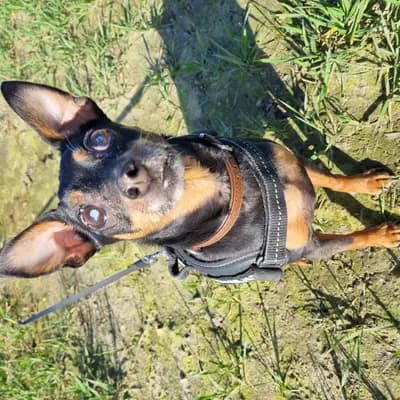 Galerie-Bild von Hundezucht vom Bagno in Nordrhein-Westfalen, mit Eindrücken unserer Prager Rattler-Zucht.