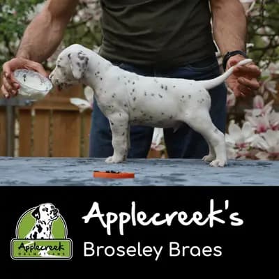 Applecreek’s Broseley Braes – Dalmatiner Welpe, Bayern, 由...饲养 Applecreek 
