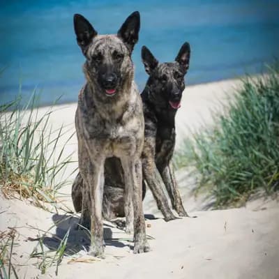 Galerie-Bild von Holländische Schäferhunde od Zlaté Sovy in Nordrhein-Westfalen, mit Eindrücken unserer Hollandse Herdershond (Holländischer Schäferhund)-Zucht.