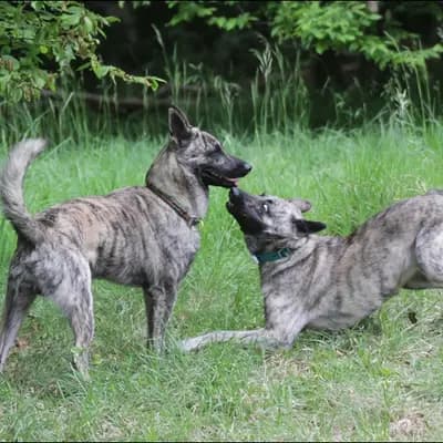 Galerie-Bild von Holländische Schäferhunde od Zlaté Sovy in Nordrhein-Westfalen, mit Eindrücken unserer Hollandse Herdershond (Holländischer Schäferhund)-Zucht.