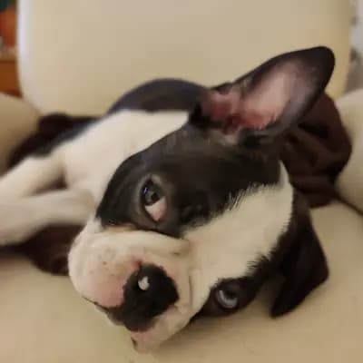 Galerie-Bild von Von den Manchester Hexen Boston Terrier Zucht in Nordrhein-Westfalen, mit Eindrücken unserer Boston Terrier-Zucht.