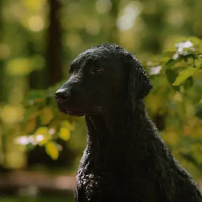 A-Wurf – Kıvırcık Tüylü Retriever Wurf, Nordrhein-Westfalen, Yetiştirildi Dragon Curls