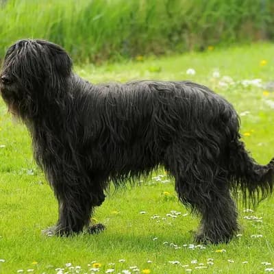 Berger de Brie (Briard) – Hunderasse