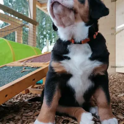 Galerie-Bild von W U R F P L A N U N G  - Großer Schweizer Sennenhund Welpen in Baden-Württemberg, mit Eindrücken unserer Großer Schweizer Sennenhund-Zucht.